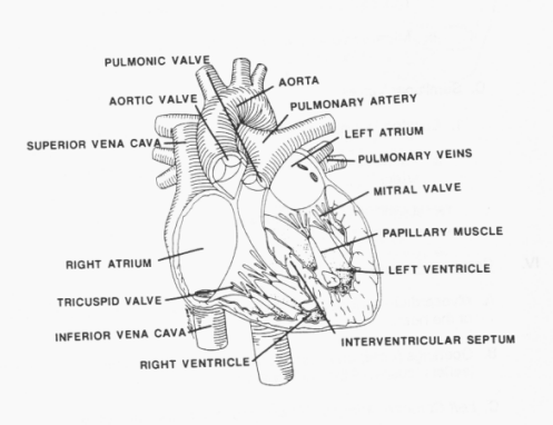 cardiopul1.gif (57860 bytes)