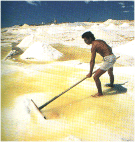 salt1.gif (63560 bytes)